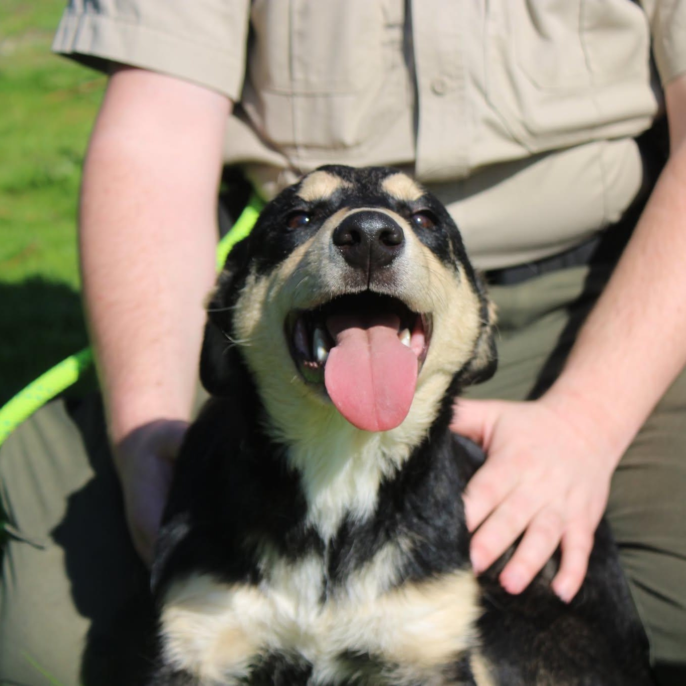 Enlarge Gaston, a Adoptable mixed breed in Weaverville, CA image 2/4