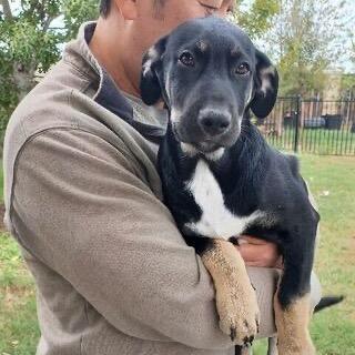 Enlarge Luke Hughes, a Adoptable mixed breed in Huntington, WV image 1/1