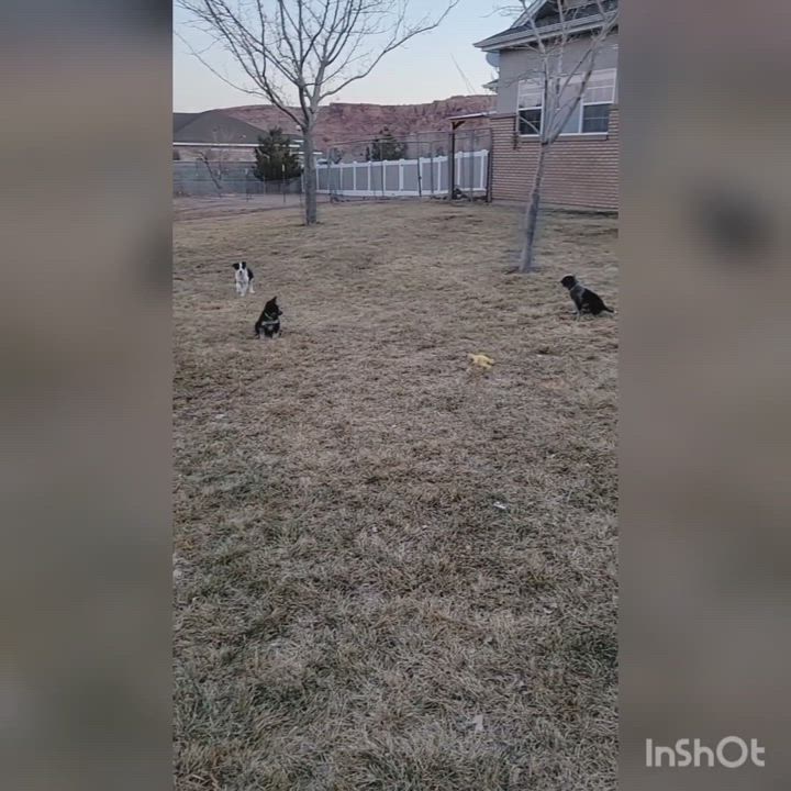 Enlarge Tina Turner, a Adopted mixed breed in Moab, UT video 6/11