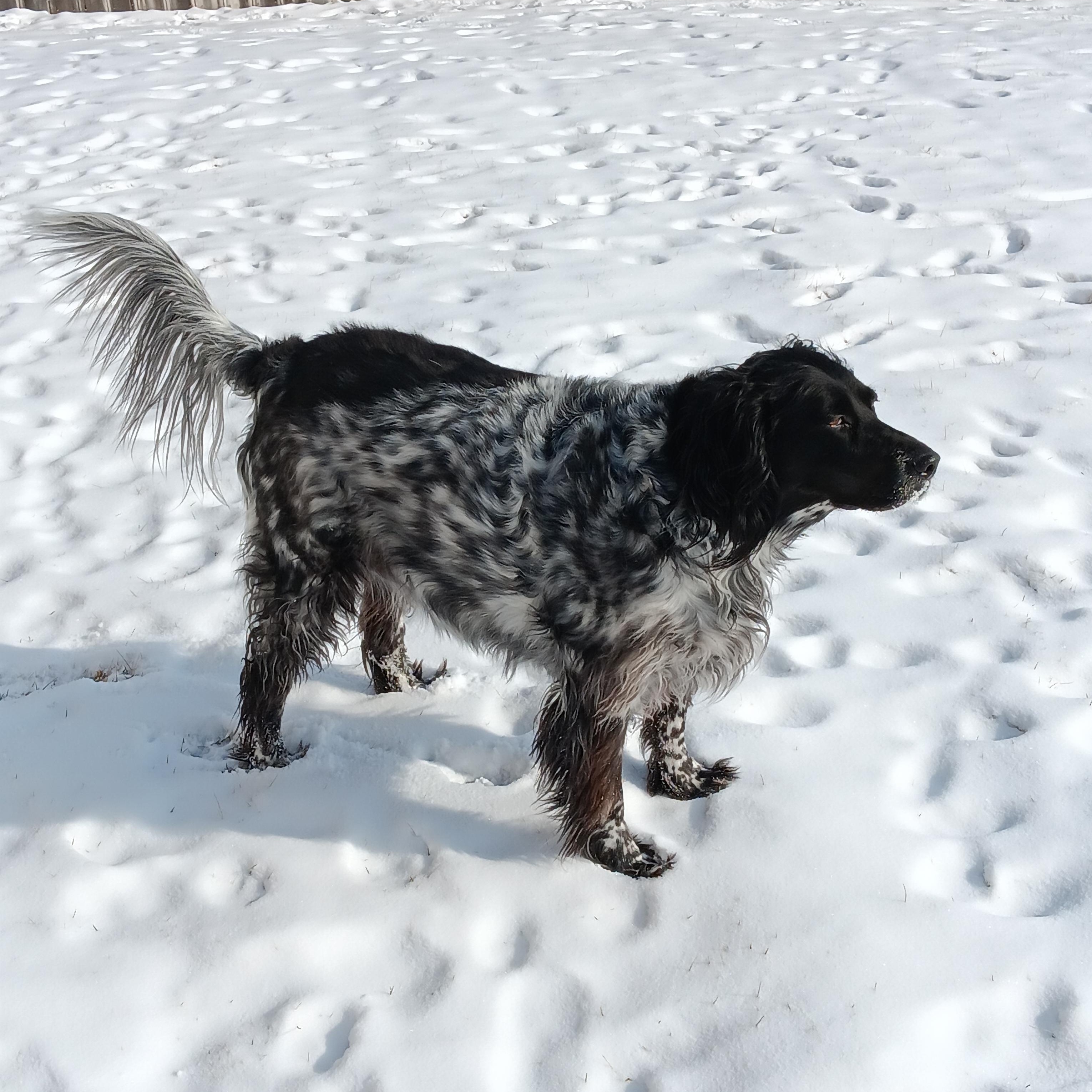 Luna, a ADOPTABLE English Setter in Boerne, TX image 2/6