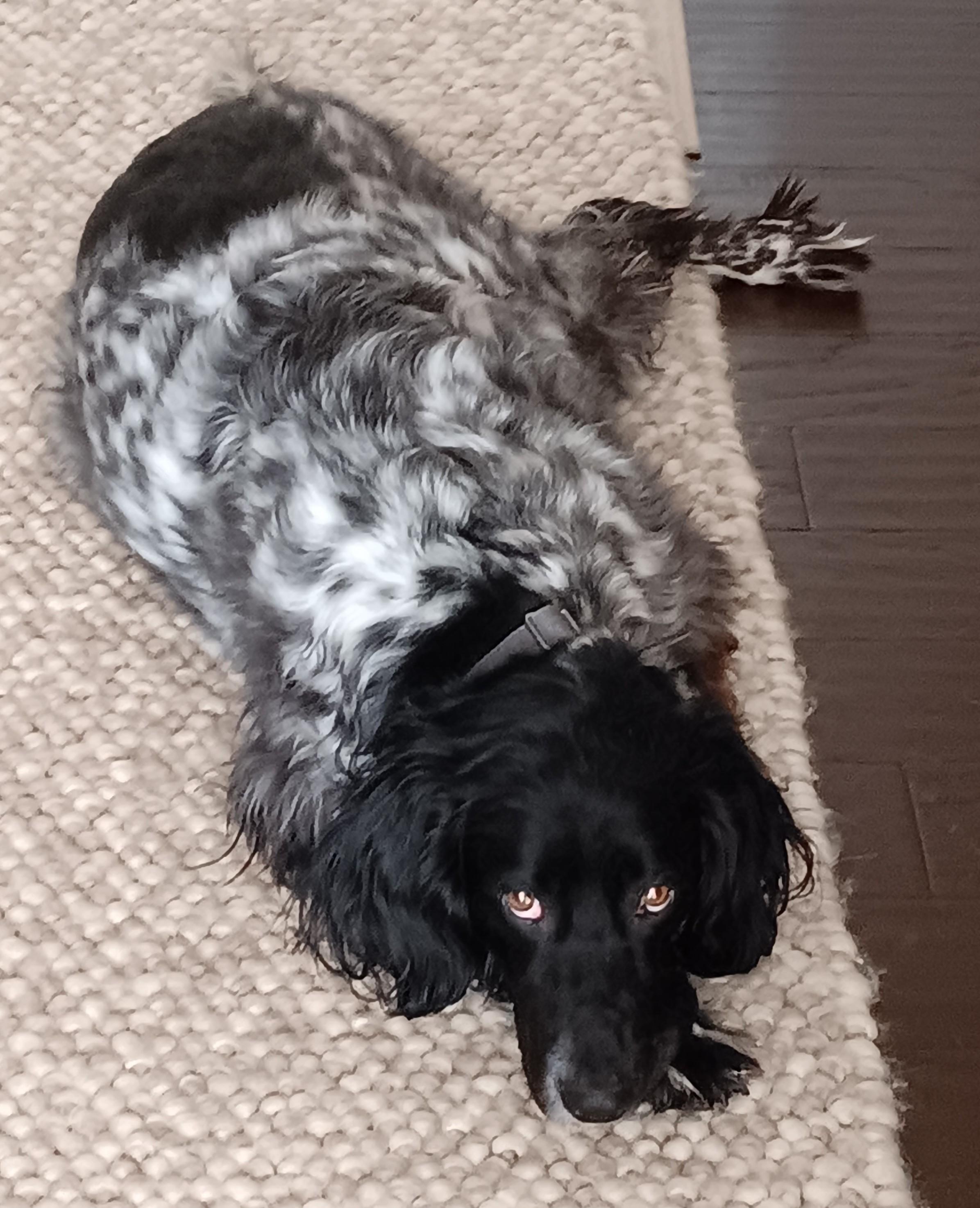 Enlarge Luna, a ADOPTABLE English Setter in Boerne, TX image 4/6