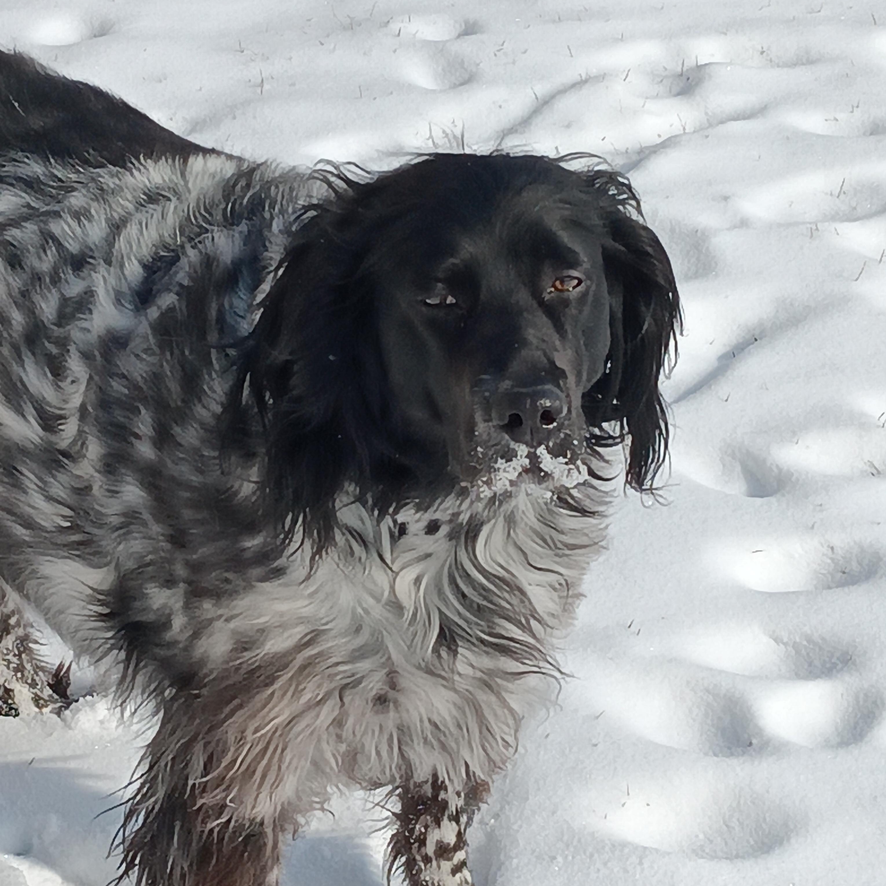 Enlarge Luna, a ADOPTABLE English Setter in Boerne, TX image 6/6
