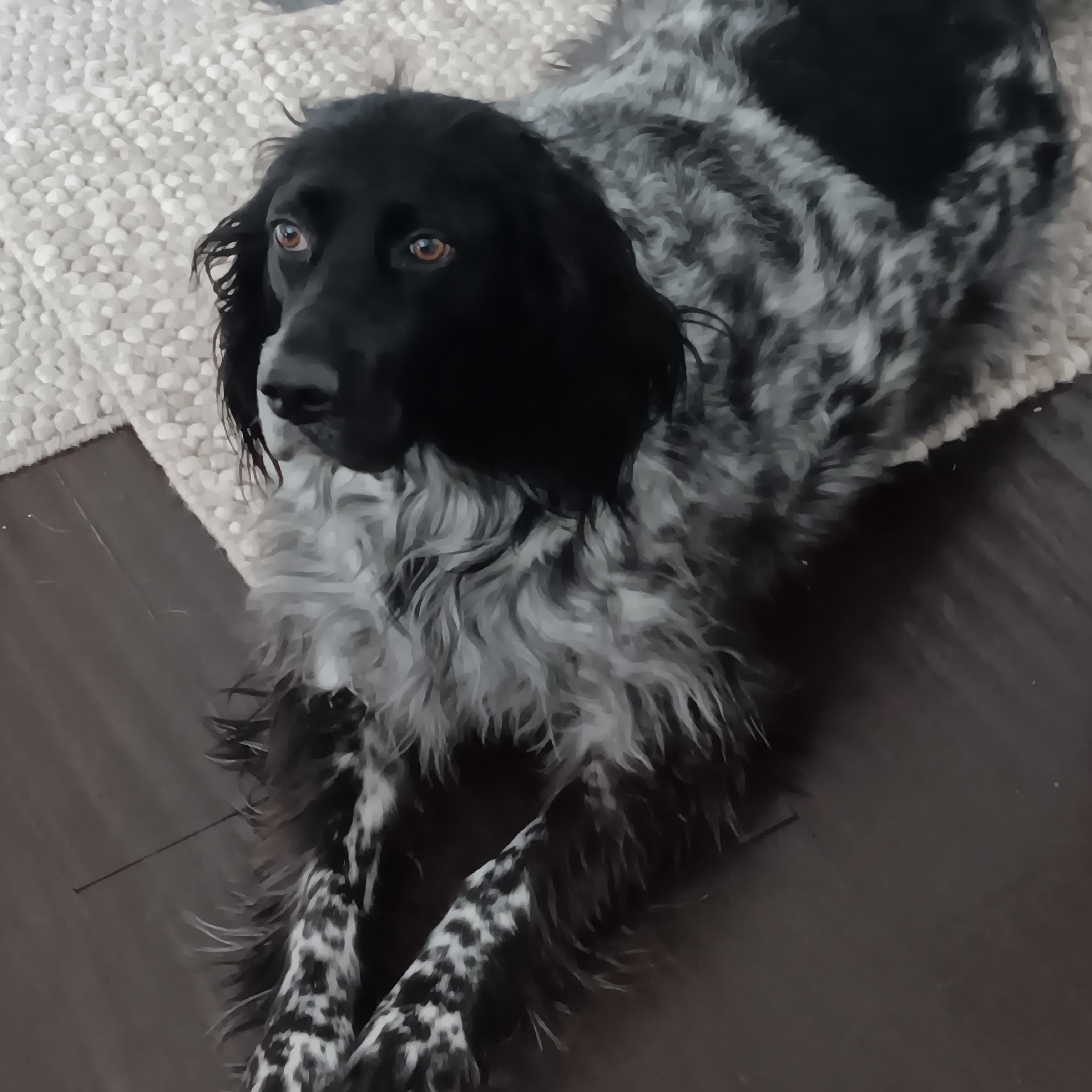 Luna, a ADOPTABLE English Setter in Boerne, TX image 3/6