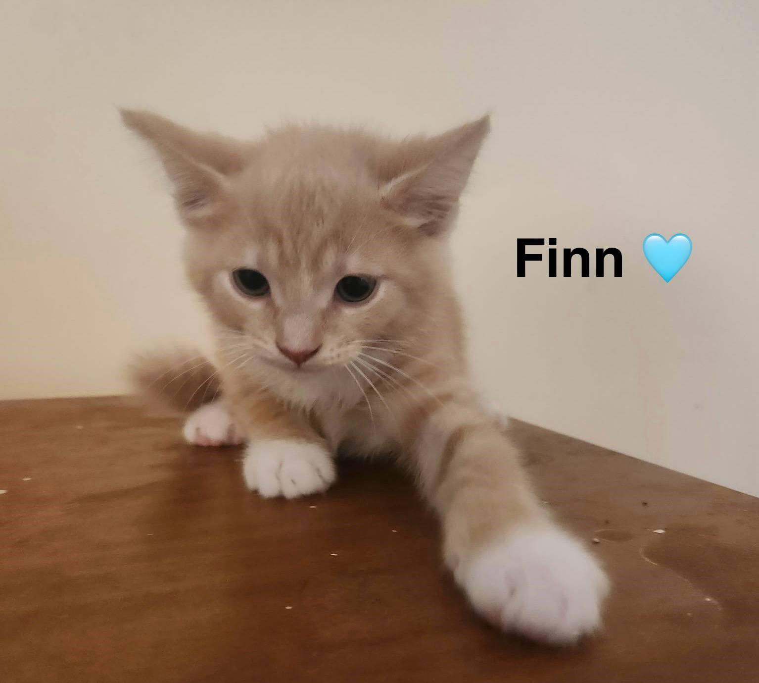 Finn