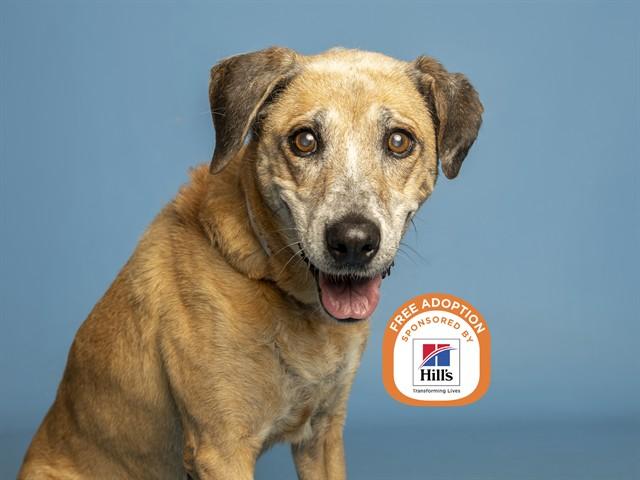 MAE, Adoptable, Adult Female German Shepherd Dog & Mixed Breed.