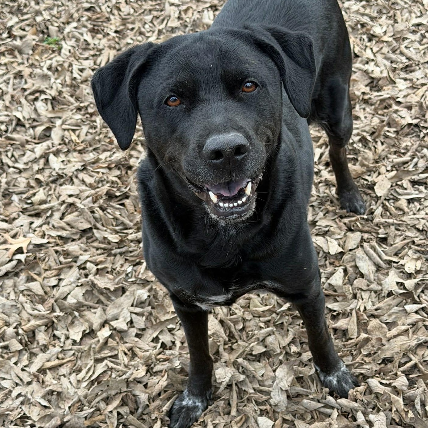 Friday, Adoptable, Adult Female Black Labrador Retriever.