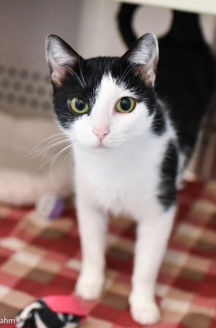 Sloan , adopted, Young Female Domestic Short Hair.