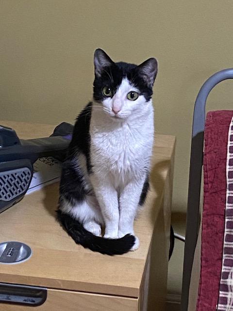 Sloan , an adopted Domestic Short Hair in Fairfax, VA image 2/2