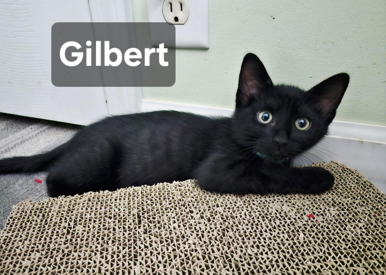 Gilbert, Adoptable, Kitten Female Domestic Short Hair.