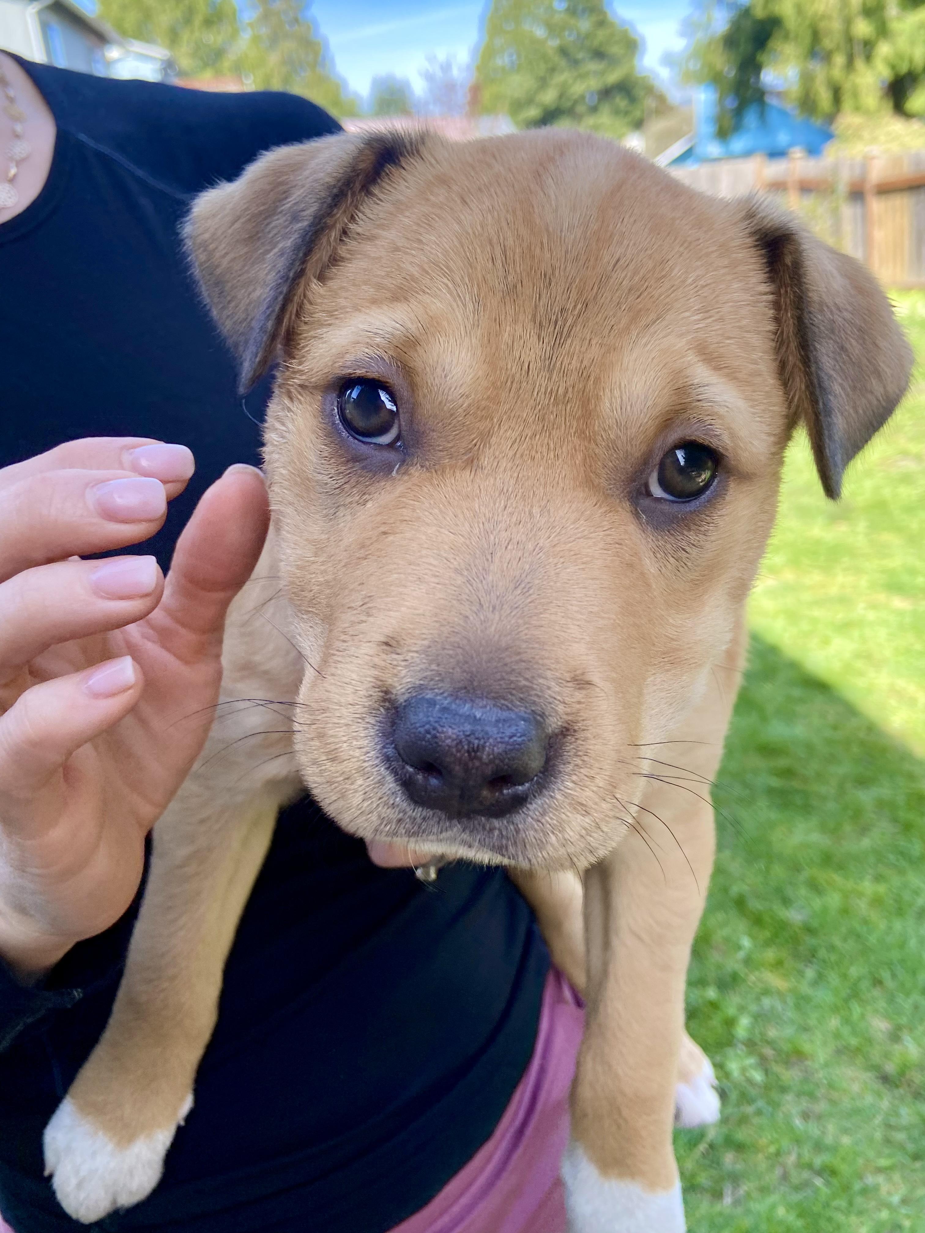 Phoebe, ADOPTABLE, Puppy Female Australian Shepherd & Pit Bull Terrier.