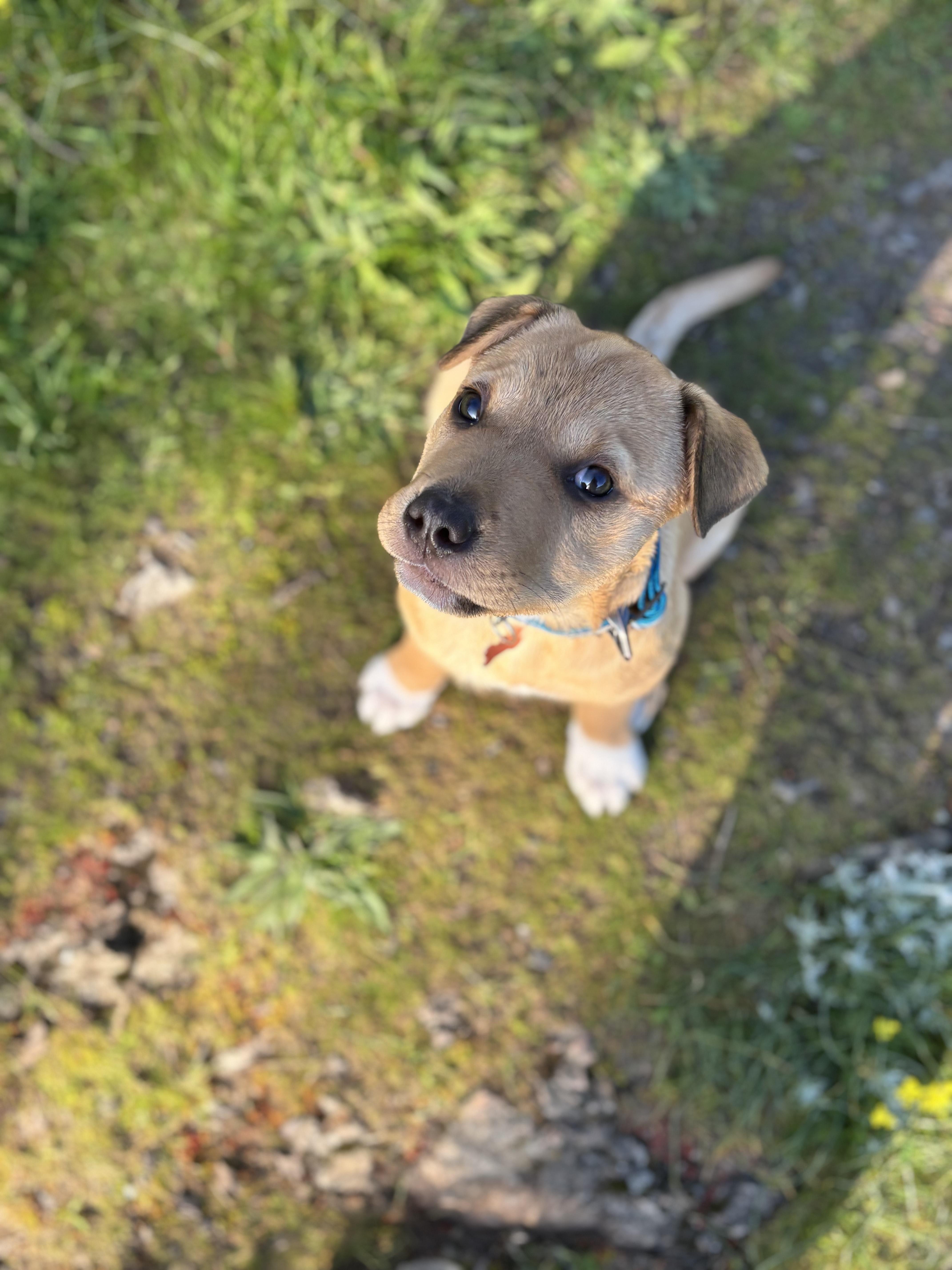 Enlarge Phoebe, a ADOPTABLE mixed breed in Sammamish, WA image 3/3