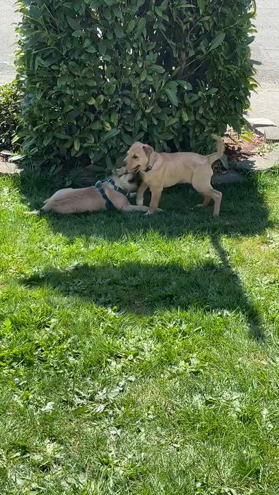 Enlarge Phoebe, a ADOPTABLE mixed breed in Sammamish, WA video 2/3