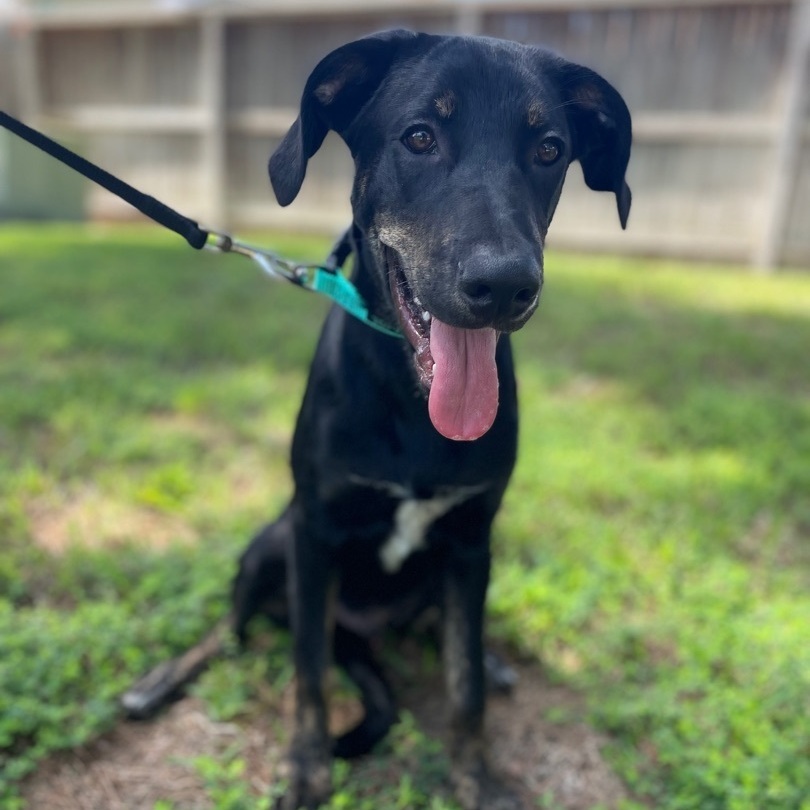 Vino, Adoptable, Young Male Hound.