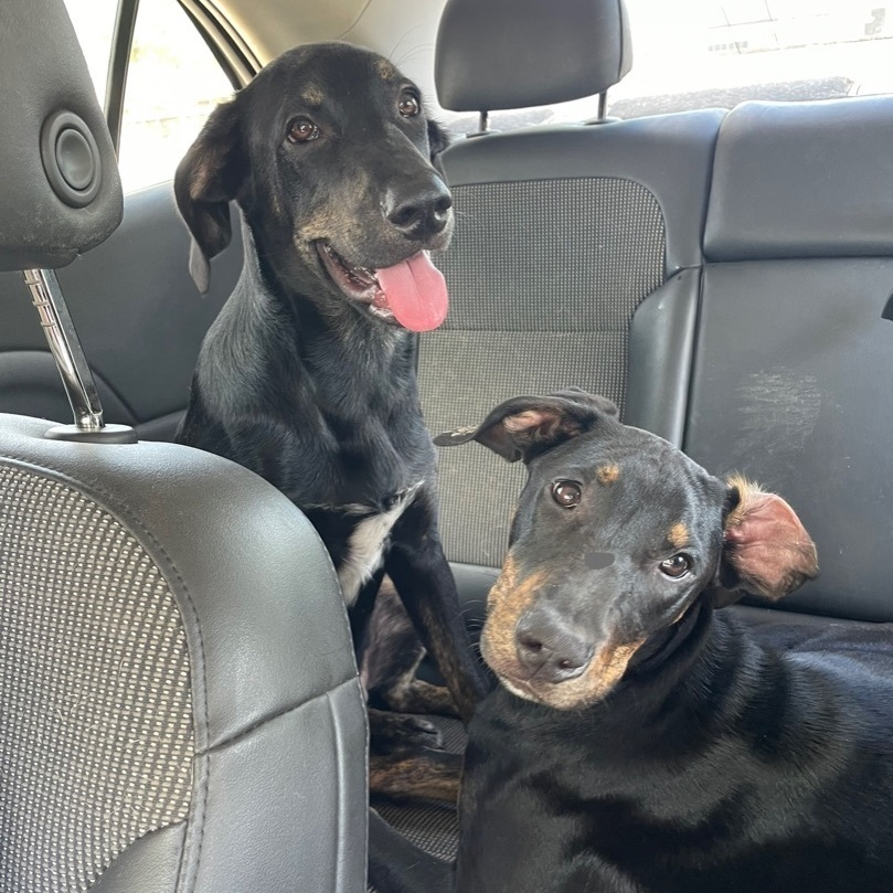 Vino, a Adoptable mixed breed in Des Moines, WA image 5/6