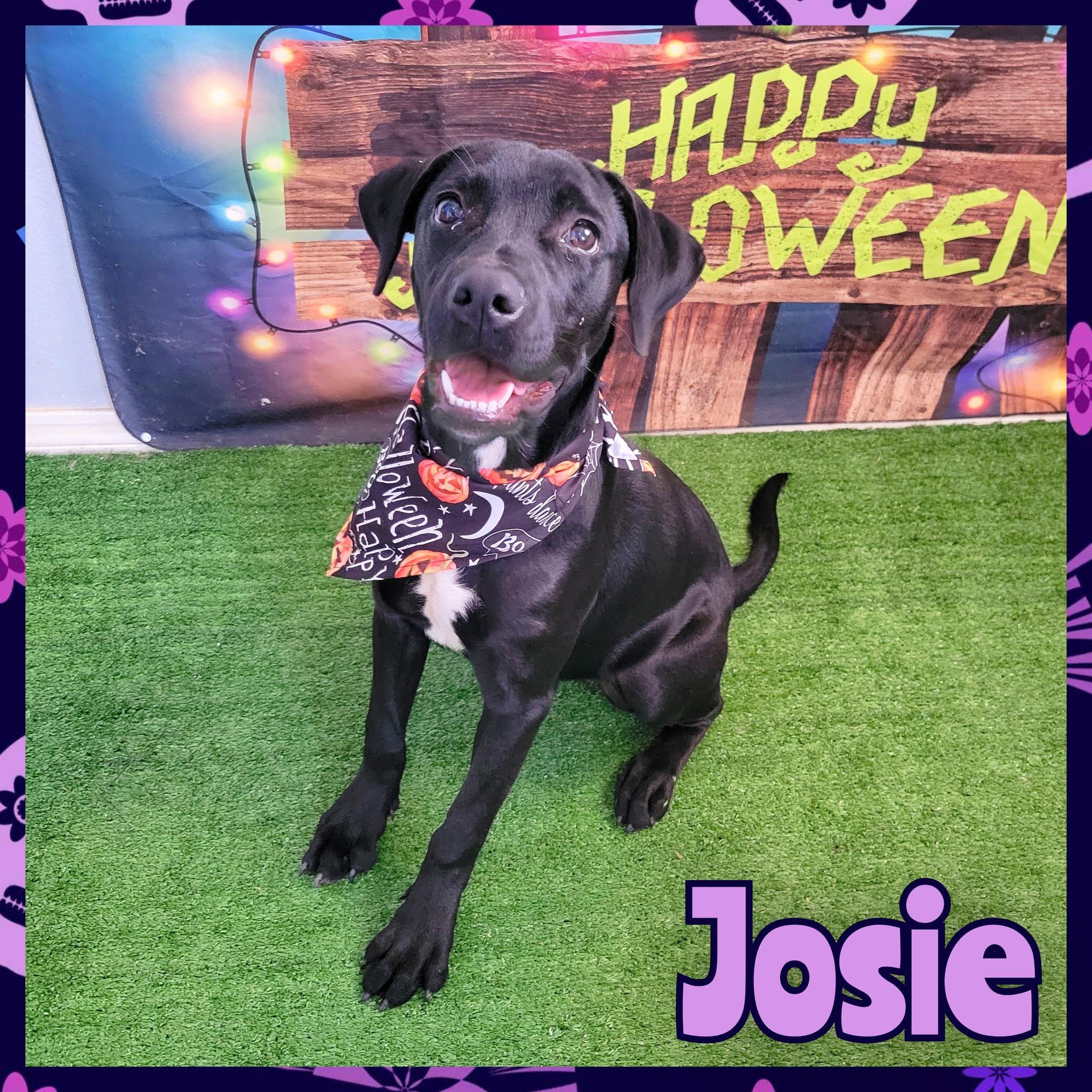 Enlarge Josie, a Adoptable mixed breed in Daingerfield, TX image 1/1
