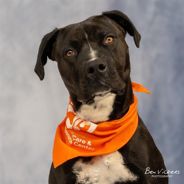 JAZZMEN, Adoptable, Young Male Pit Bull Terrier & Mixed Breed.