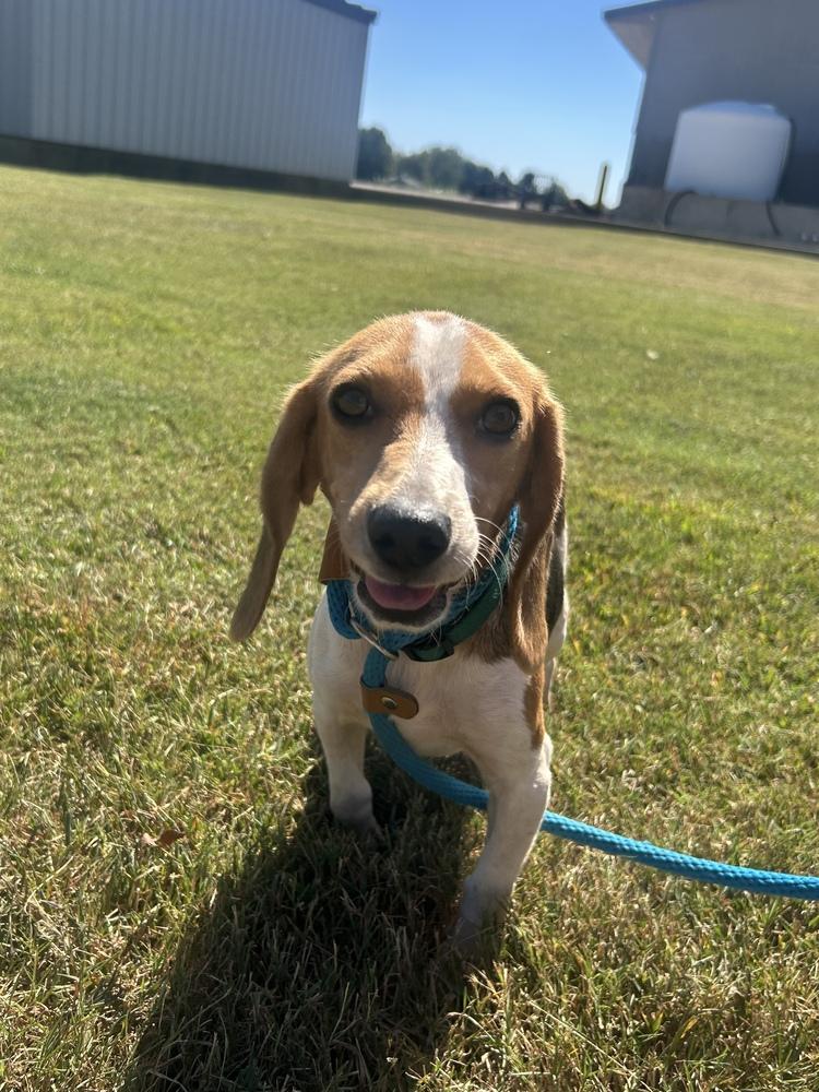 Enlarge Fable, a Adoptable Beagle in Evansville, IN image 1/4
