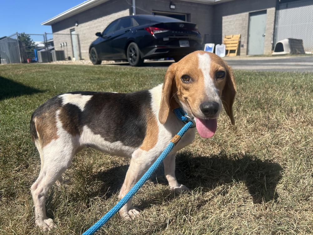 Enlarge Fable, a Adoptable Beagle in Evansville, IN image 2/4