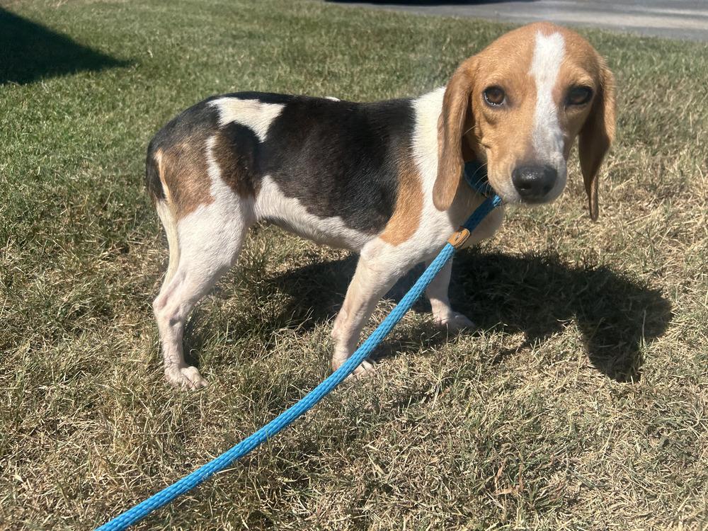 Enlarge Fable, a Adoptable Beagle in Evansville, IN image 3/4