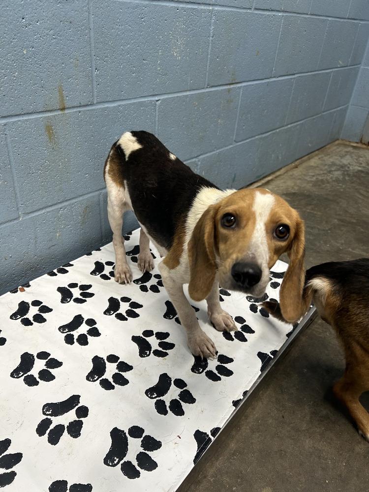 Enlarge Fable, a Adoptable Beagle in Evansville, IN image 4/4