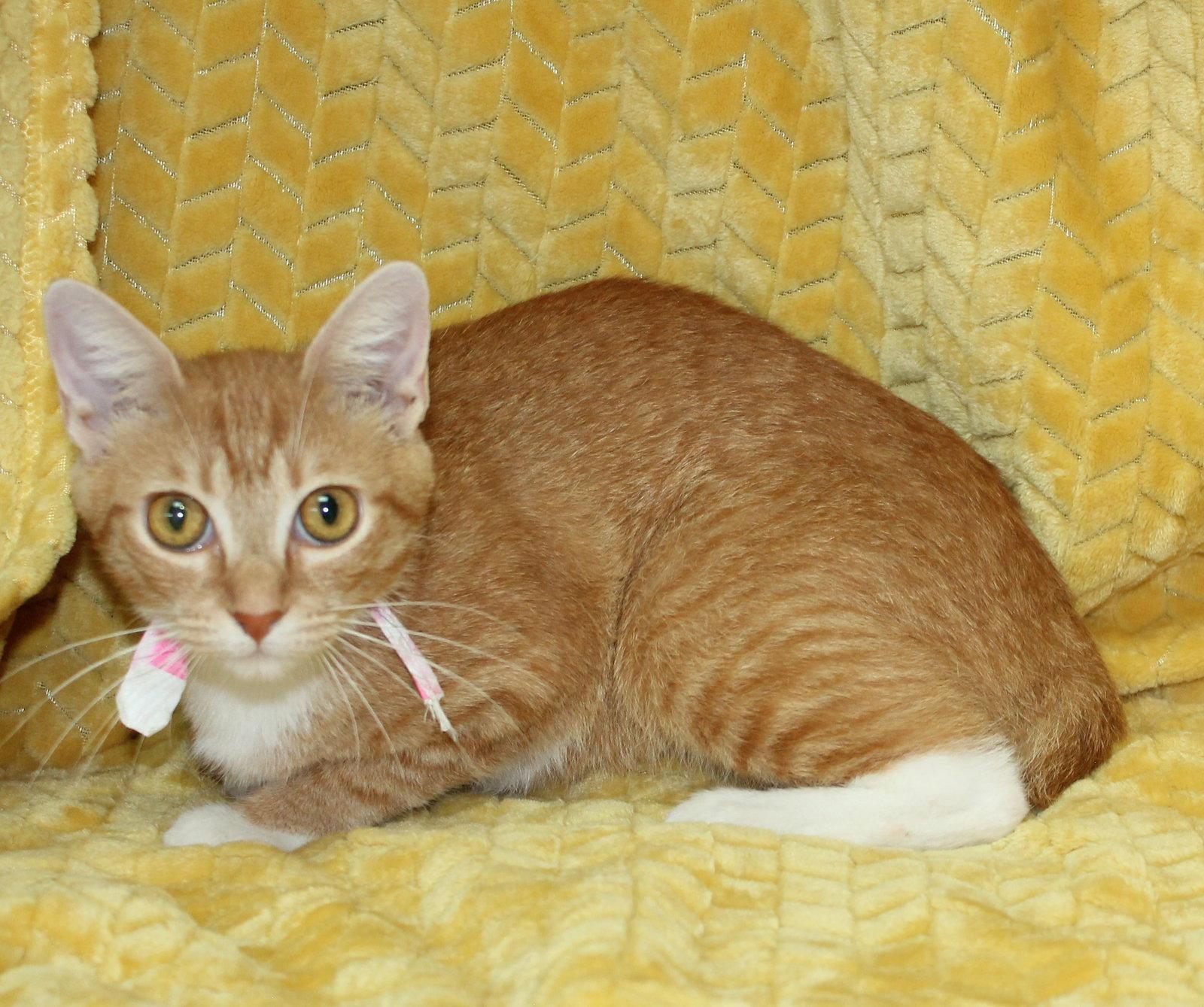 Enlarge Morgan - 43835, a Adoptable Domestic Short Hair in Prattville, AL image 1/3