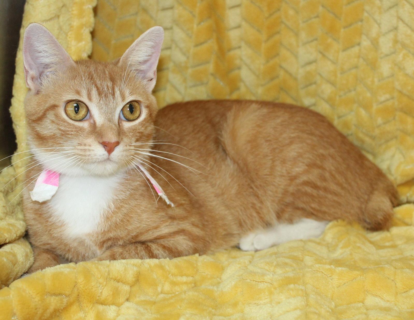 Enlarge Morgan - 43835, a Adoptable Domestic Short Hair in Prattville, AL image 2/3