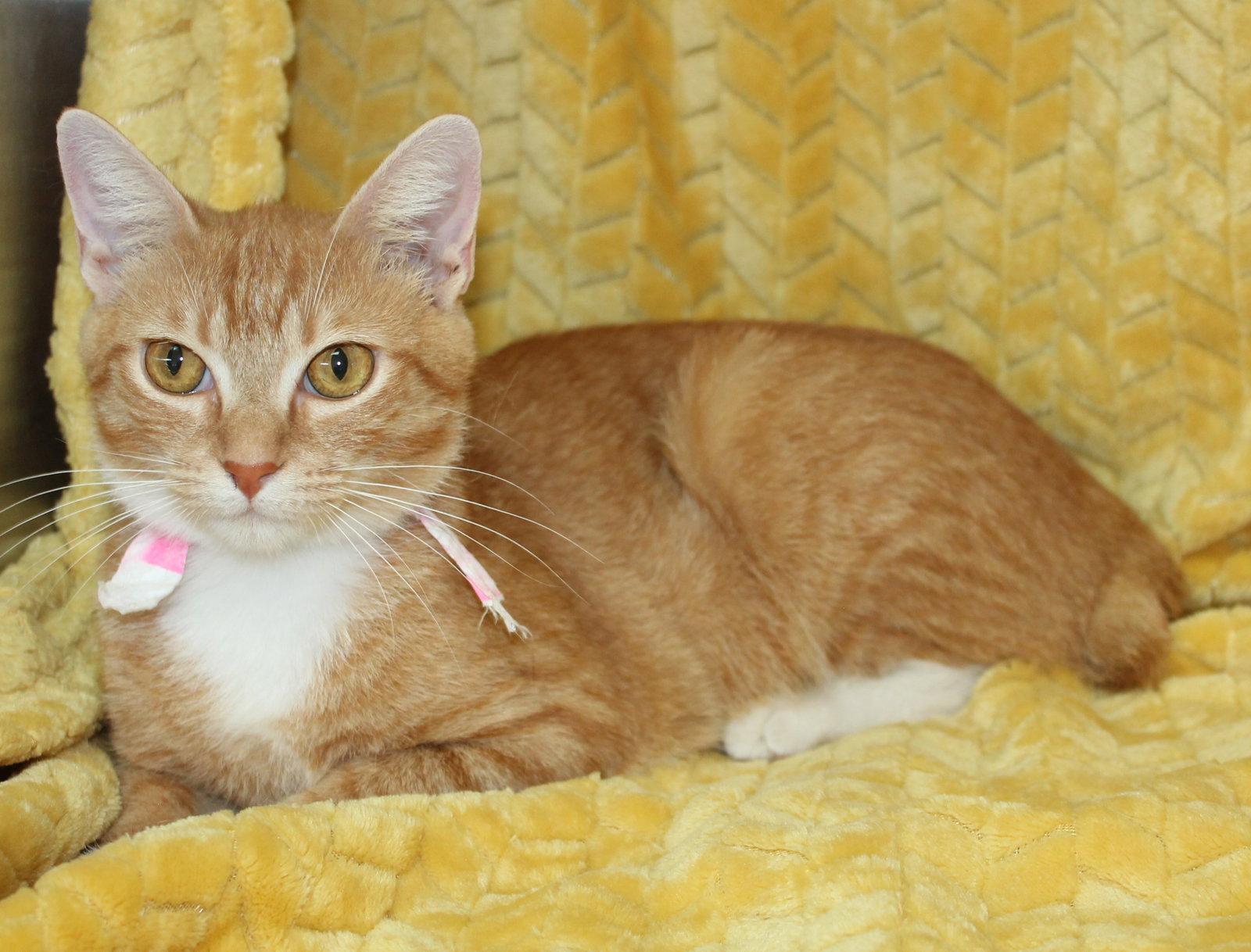 Enlarge Morgan - 43835, a Adoptable Domestic Short Hair in Prattville, AL image 3/3