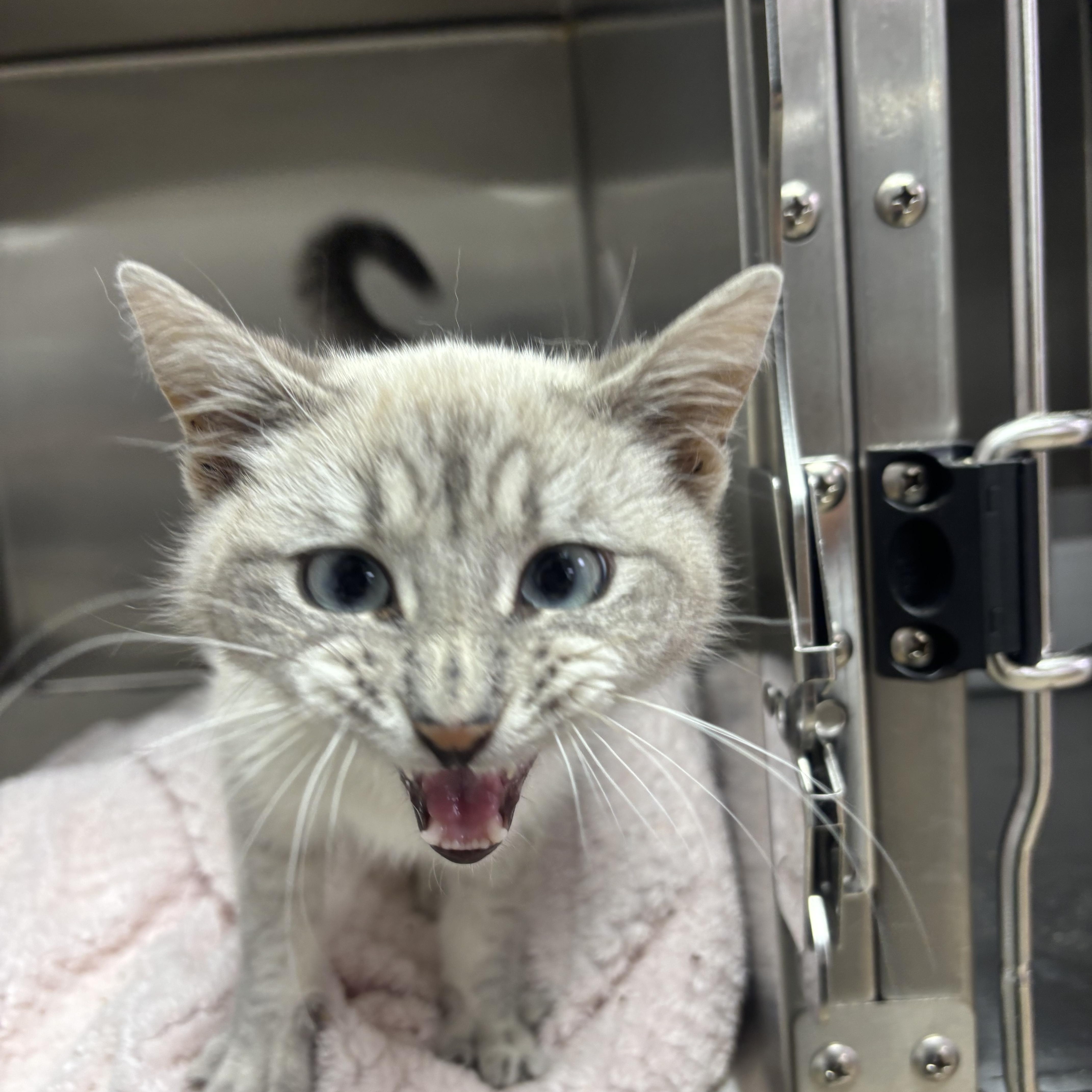 Enlarge Symphony, a ADOPTABLE Domestic Short Hair in Blue Springs, MO image 2/3