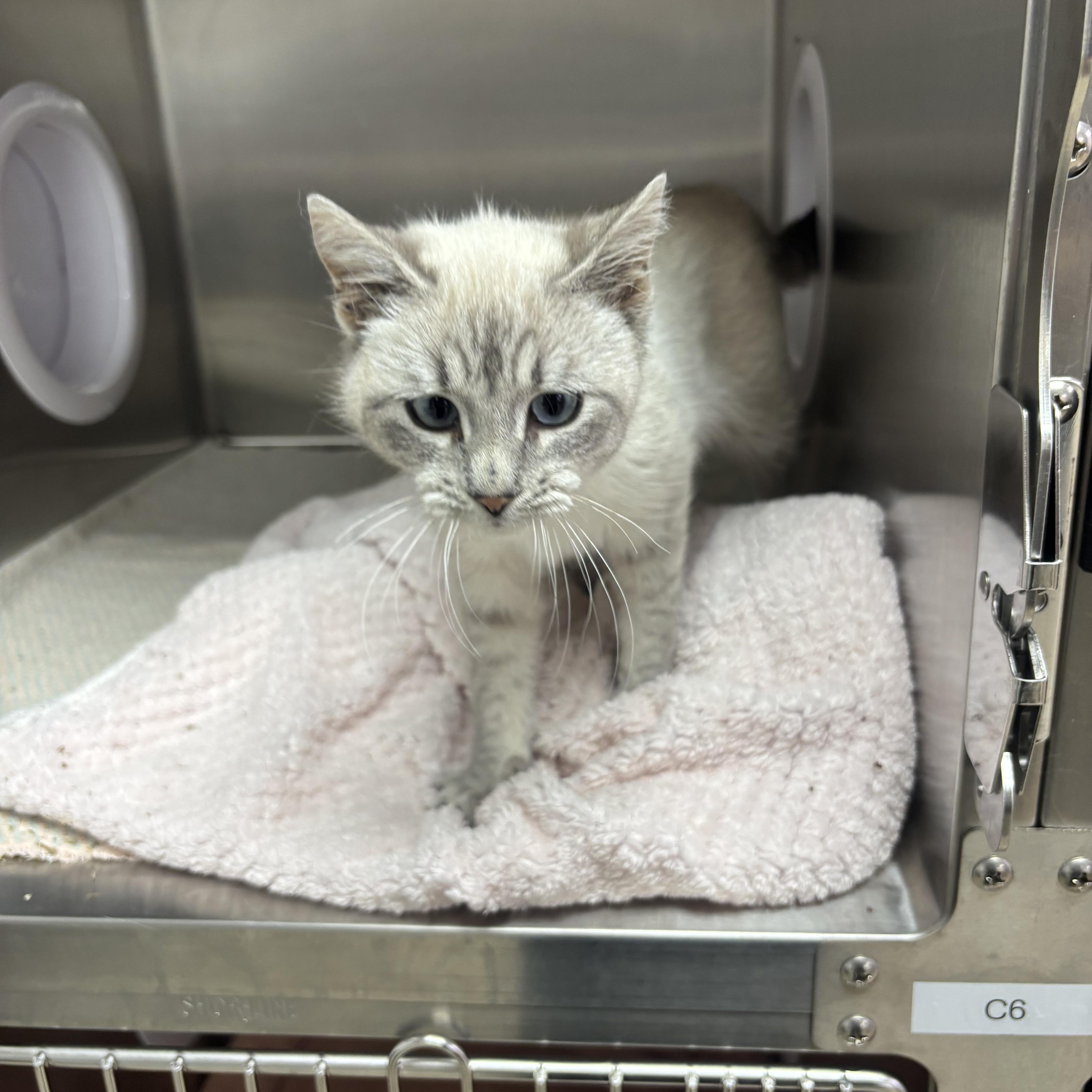 Enlarge Symphony, a ADOPTABLE Domestic Short Hair in Blue Springs, MO image 3/3