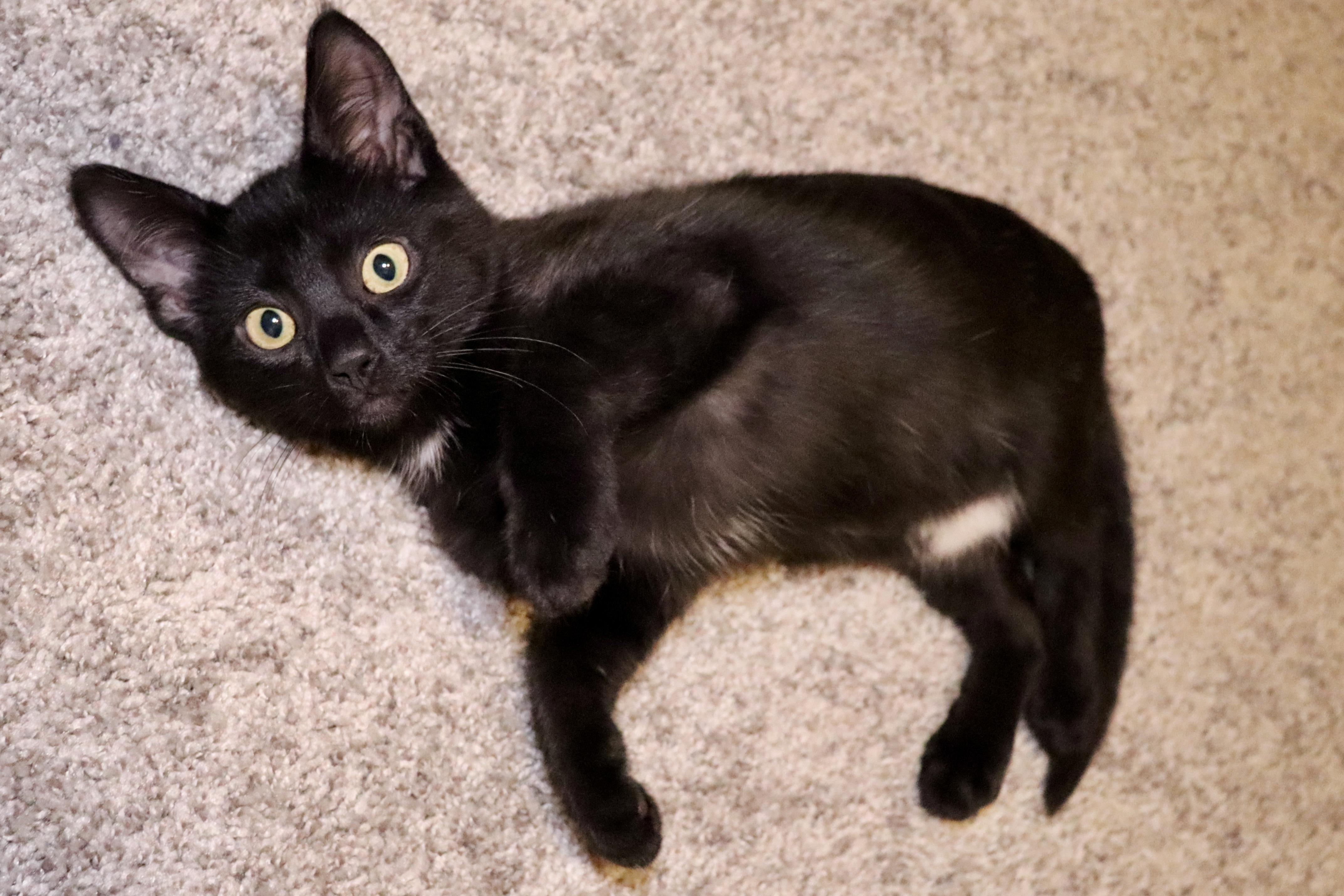 Enlarge Carsyn, an adoptable Domestic Short Hair in Grove City, OH image 2/2