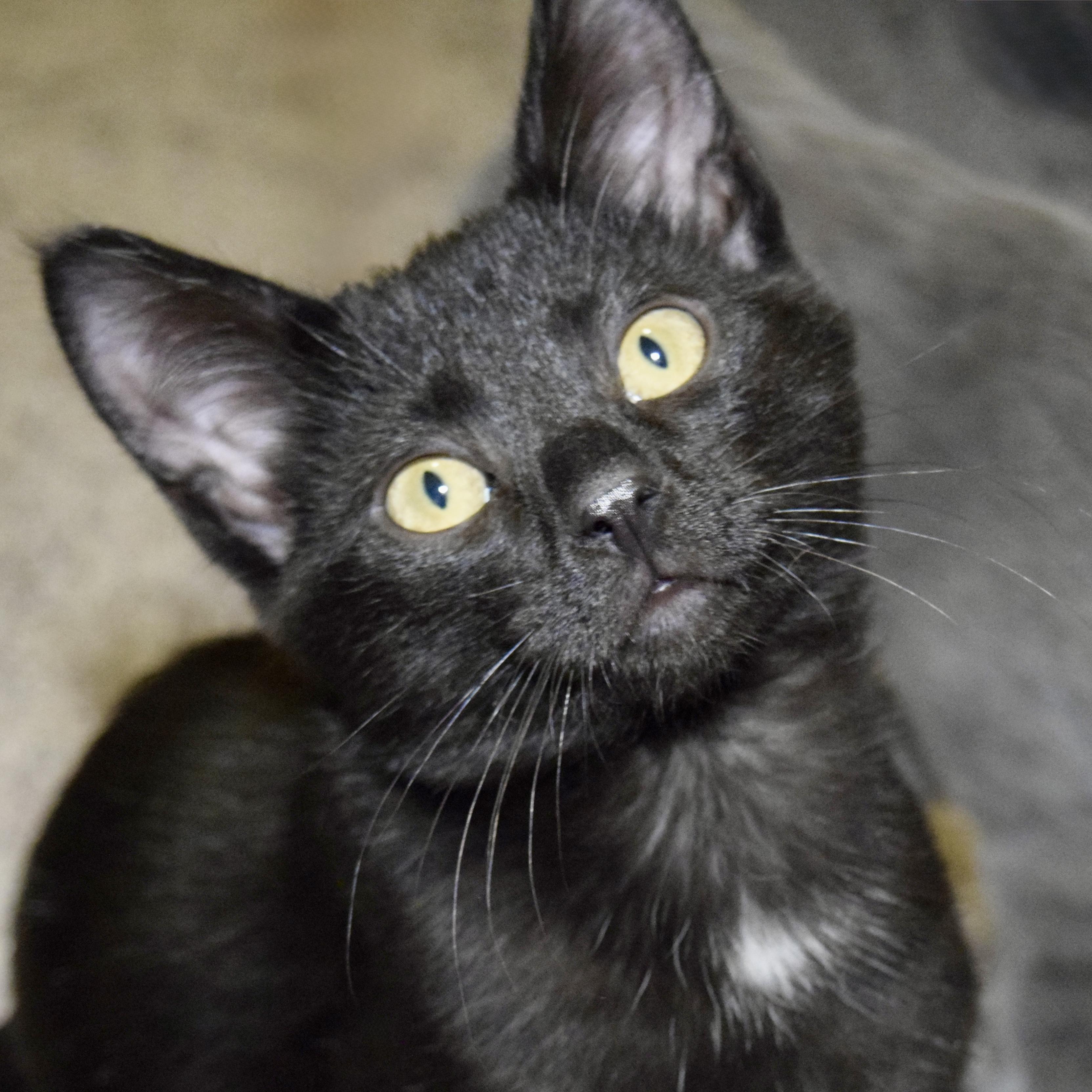 Enlarge Carsyn, an adoptable Domestic Short Hair in Grove City, OH image 1/2