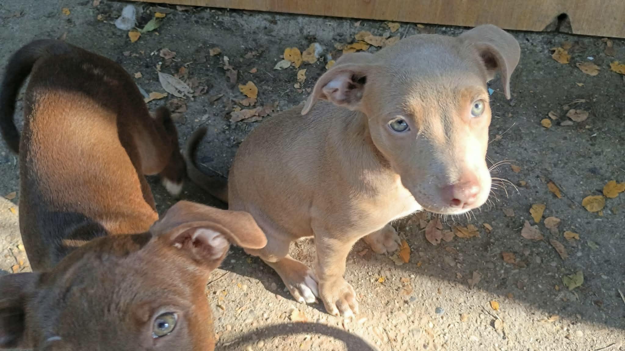 Enlarge Oakley, a Adopted American Staffordshire Terrier in conroe, TX image 5/5