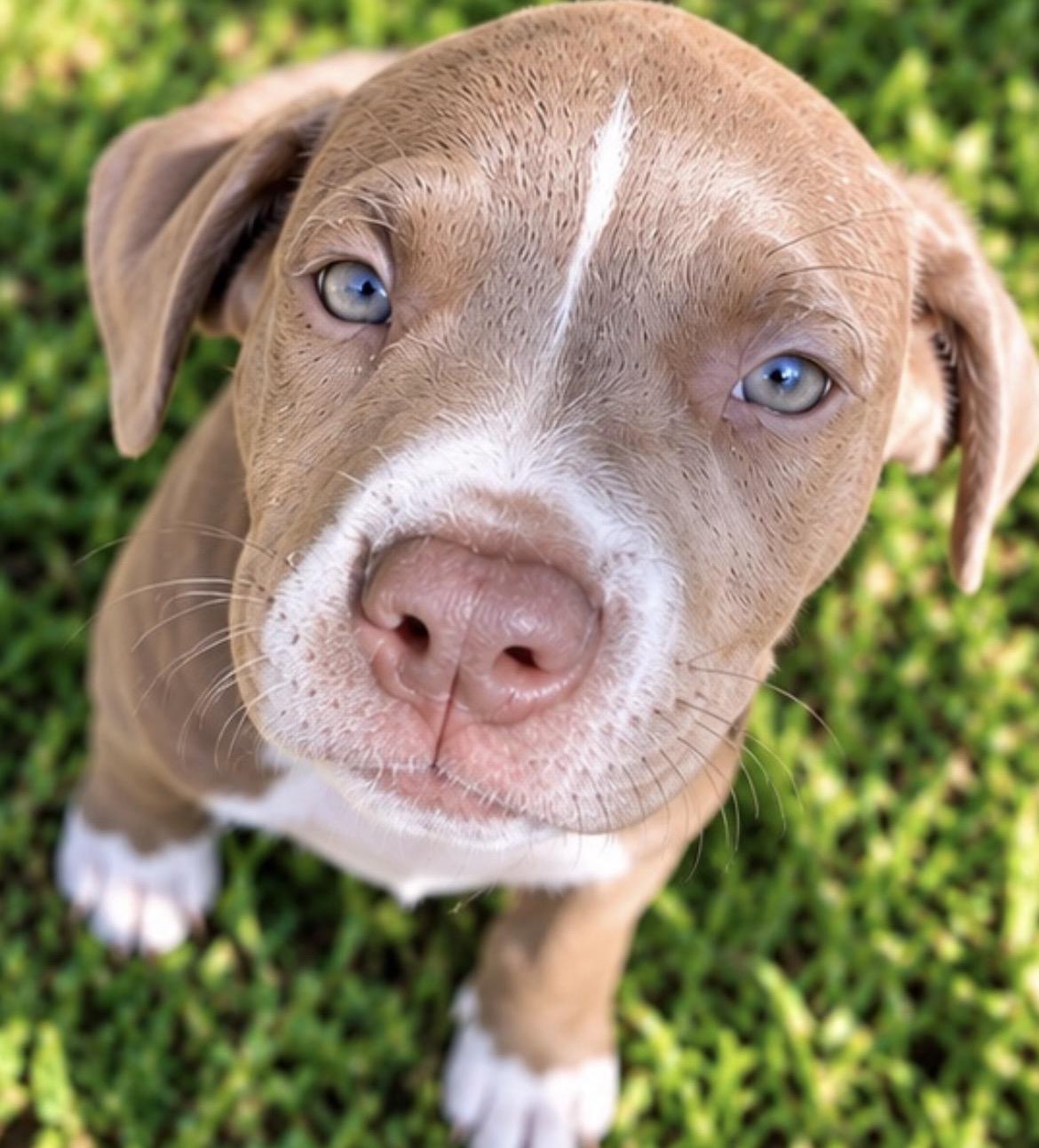 Enlarge Oakley, a Adopted American Staffordshire Terrier in conroe, TX image 1/5