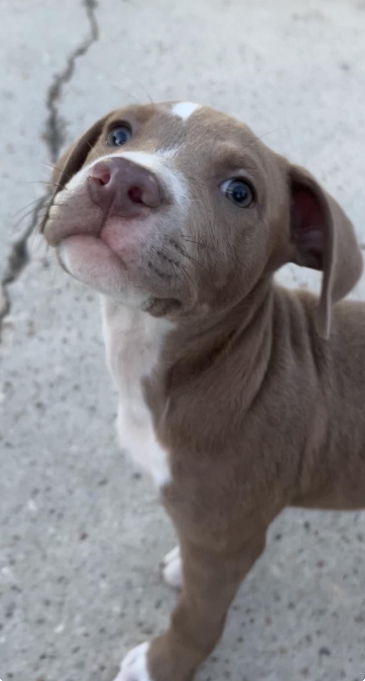 Enlarge Oakley, a Adopted American Staffordshire Terrier in conroe, TX image 2/5