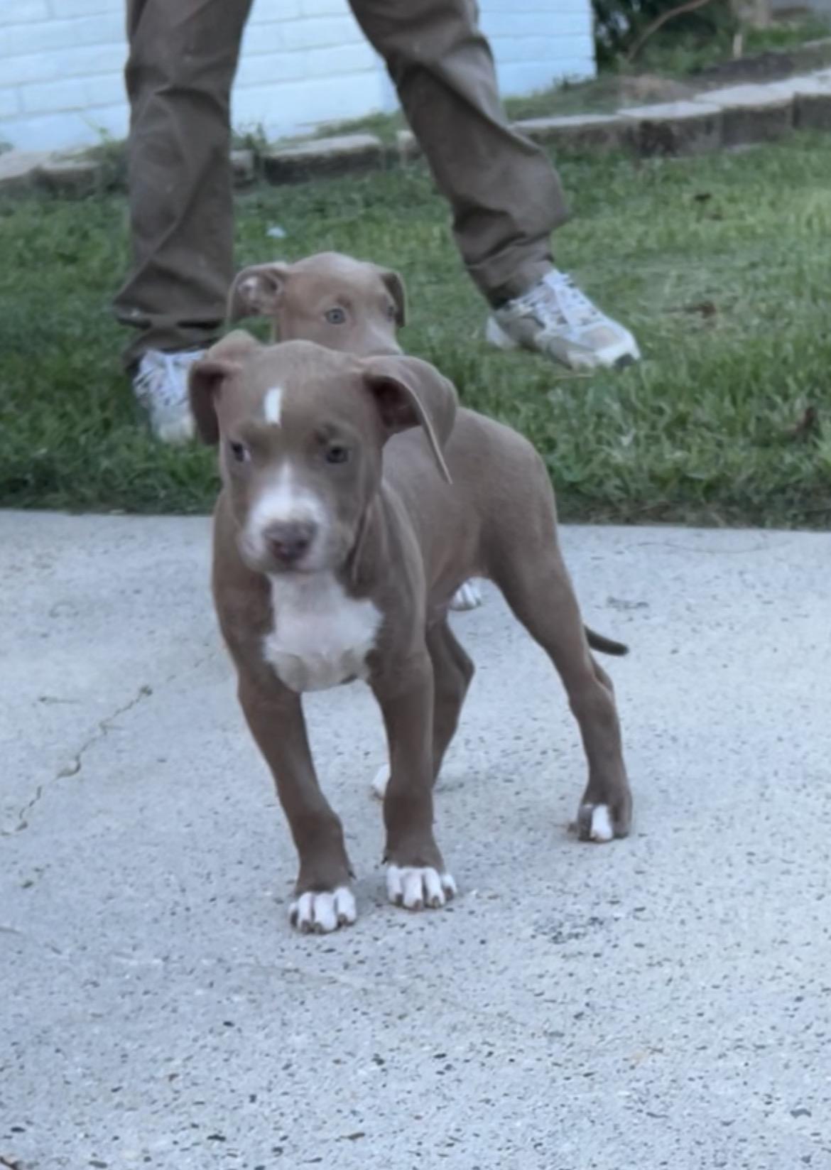 Enlarge Oakley, a Adopted American Staffordshire Terrier in conroe, TX image 3/5