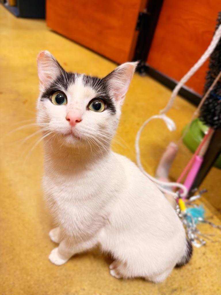 Enlarge Sherly, a Adoptable mixed breed in Thousand Oaks, CA image 2/2