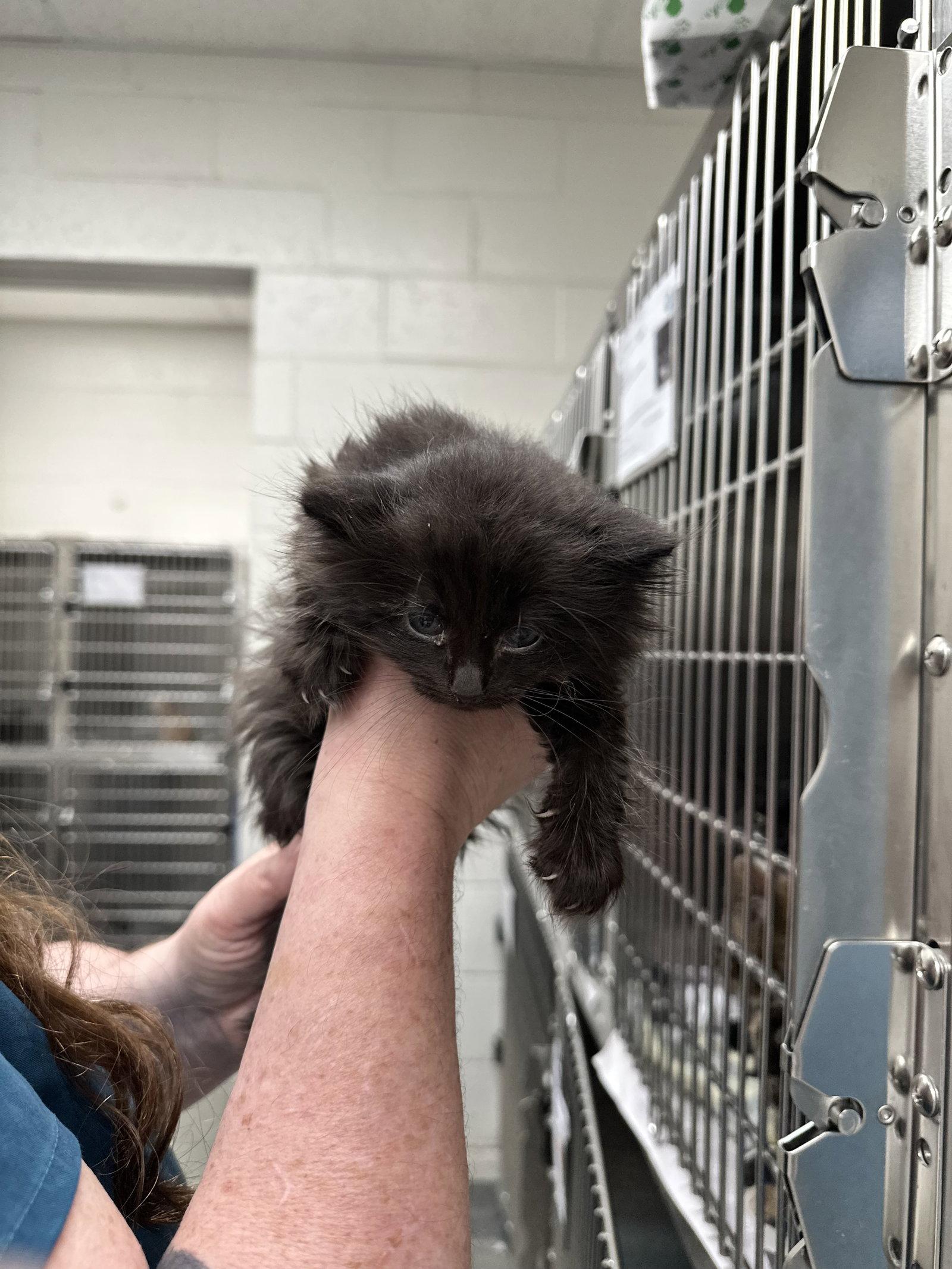 Kayce, a Adoptable Domestic Long Hair in Absecon, NJ image 1/3
