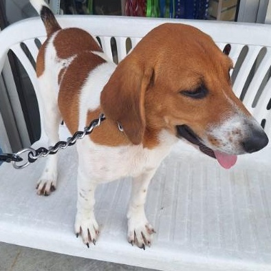 Scout, an adopted mixed breed in Parma, OH image 1/2