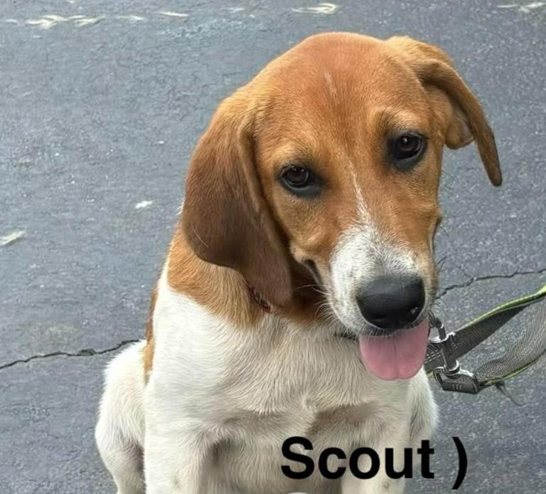 Scout, adoptable, Puppy Male Mixed Breed.