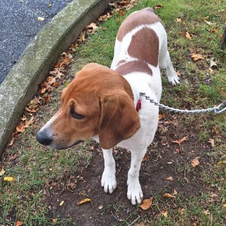 Scout, an adopted mixed breed in Parma, OH image 2/2