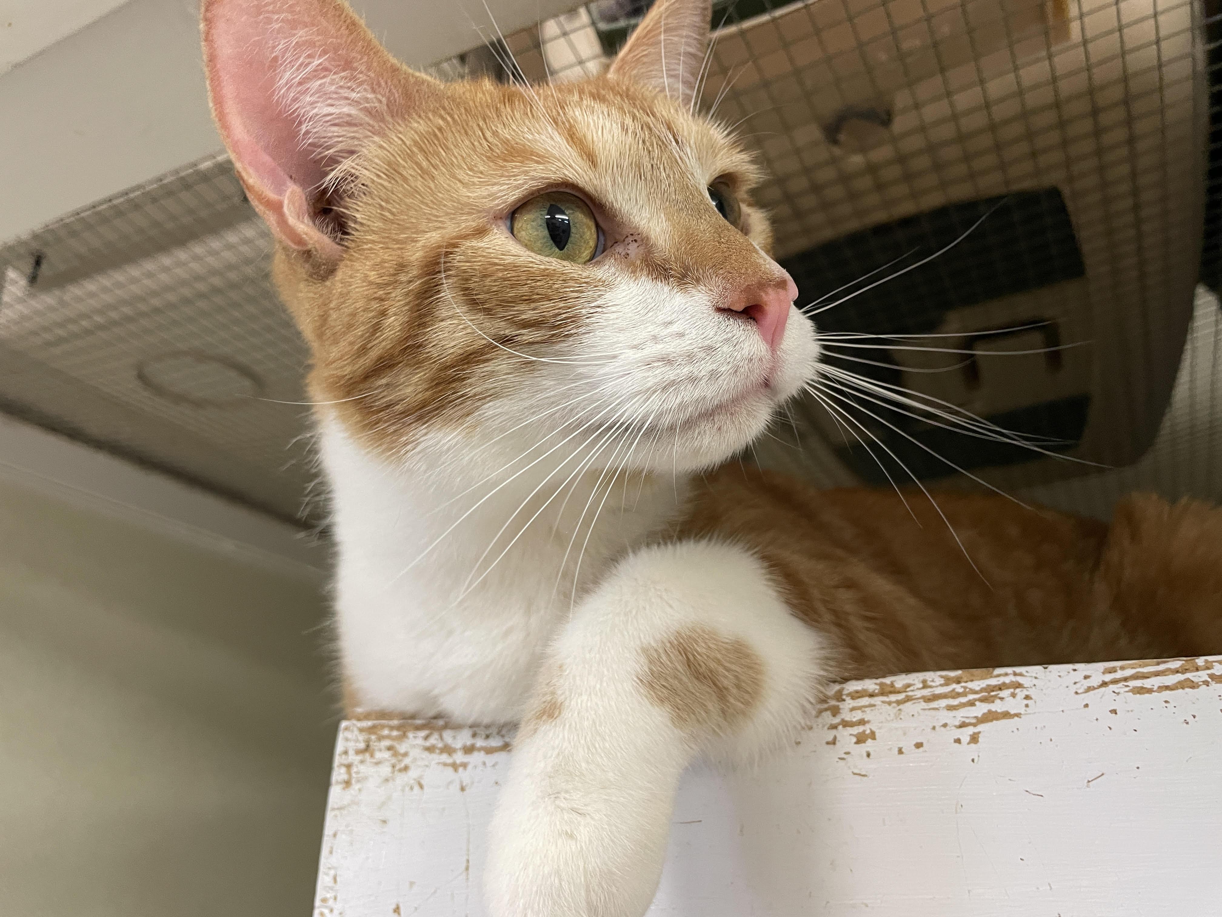 Connor, a Adopted Domestic Short Hair in Myrtle Beach, SC image 3/3