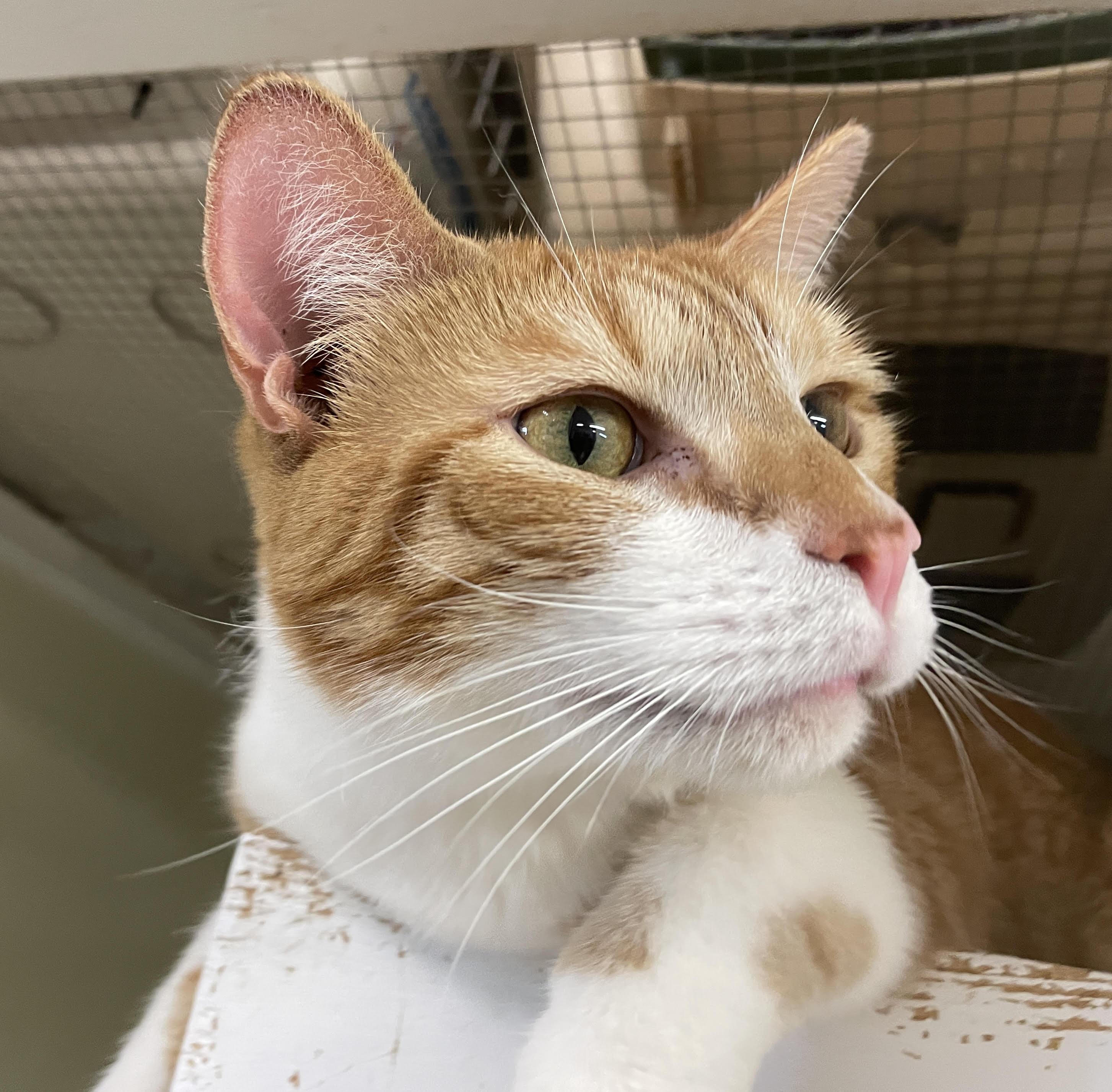 Connor, Adopted, Adult Male Domestic Short Hair.