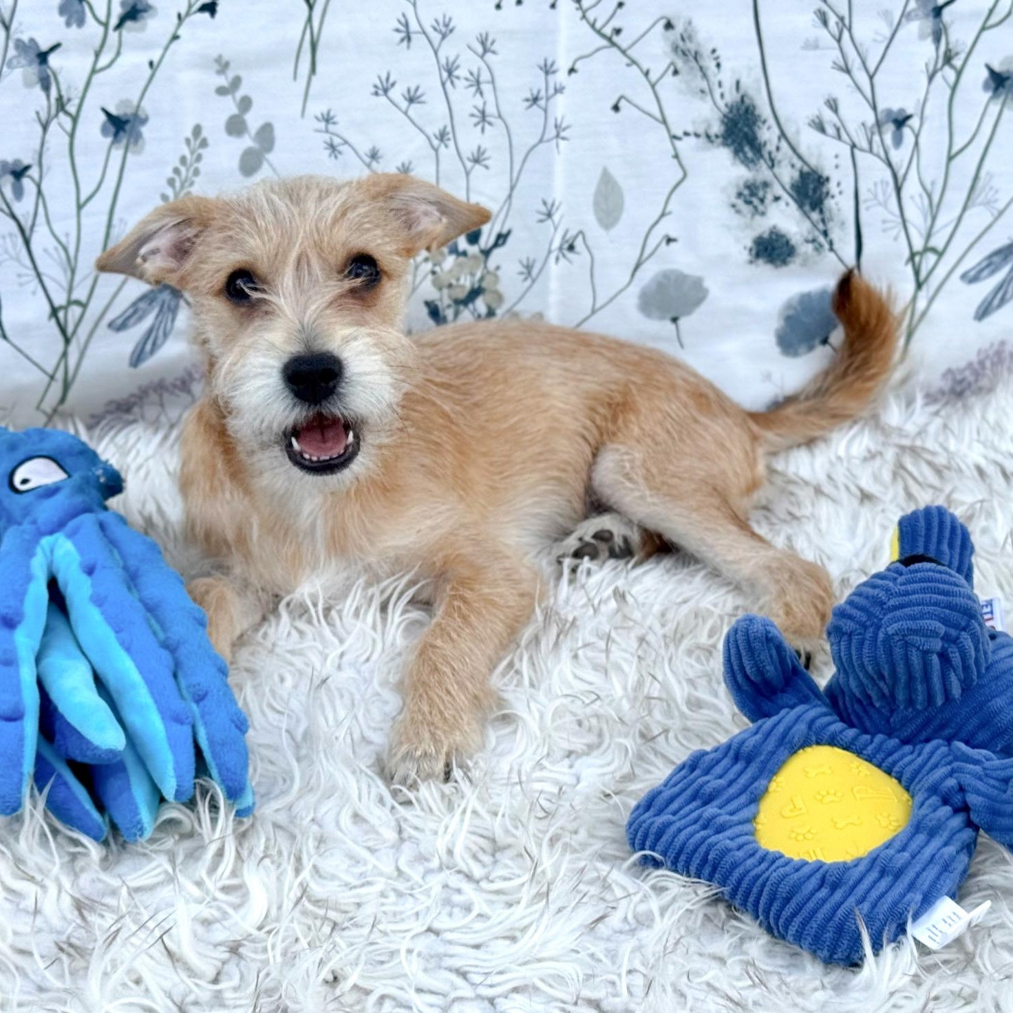 Enlarge Toby, an adopted mixed breed in Southport, CT image 6/6