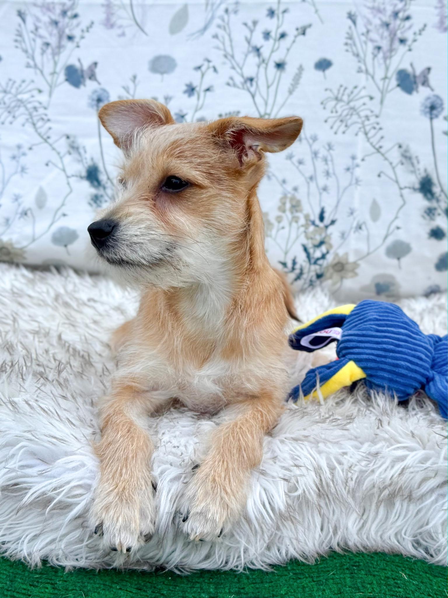 Enlarge Toby, an adopted mixed breed in Southport, CT image 2/6