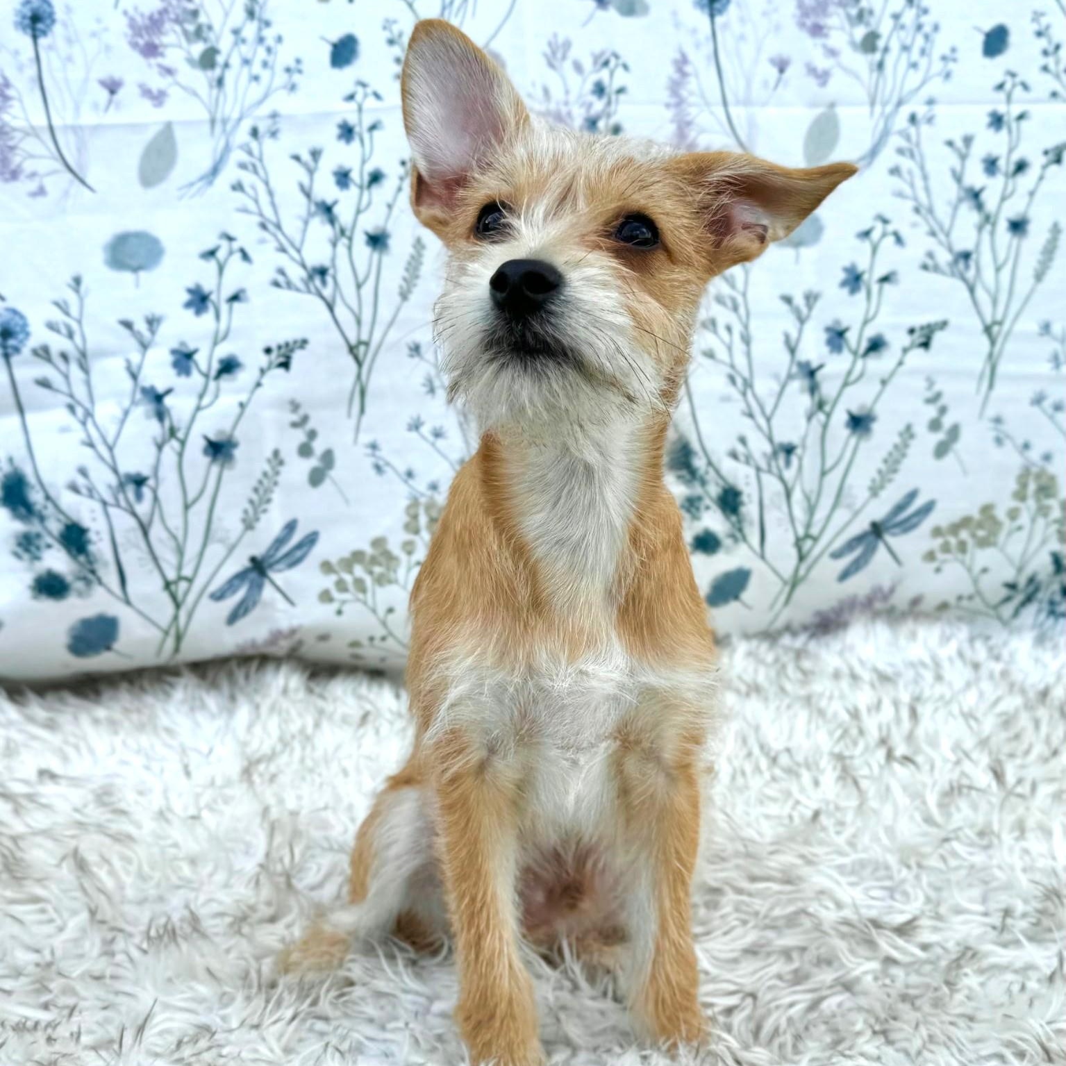 Enlarge Toby, an adopted mixed breed in Southport, CT image 3/6