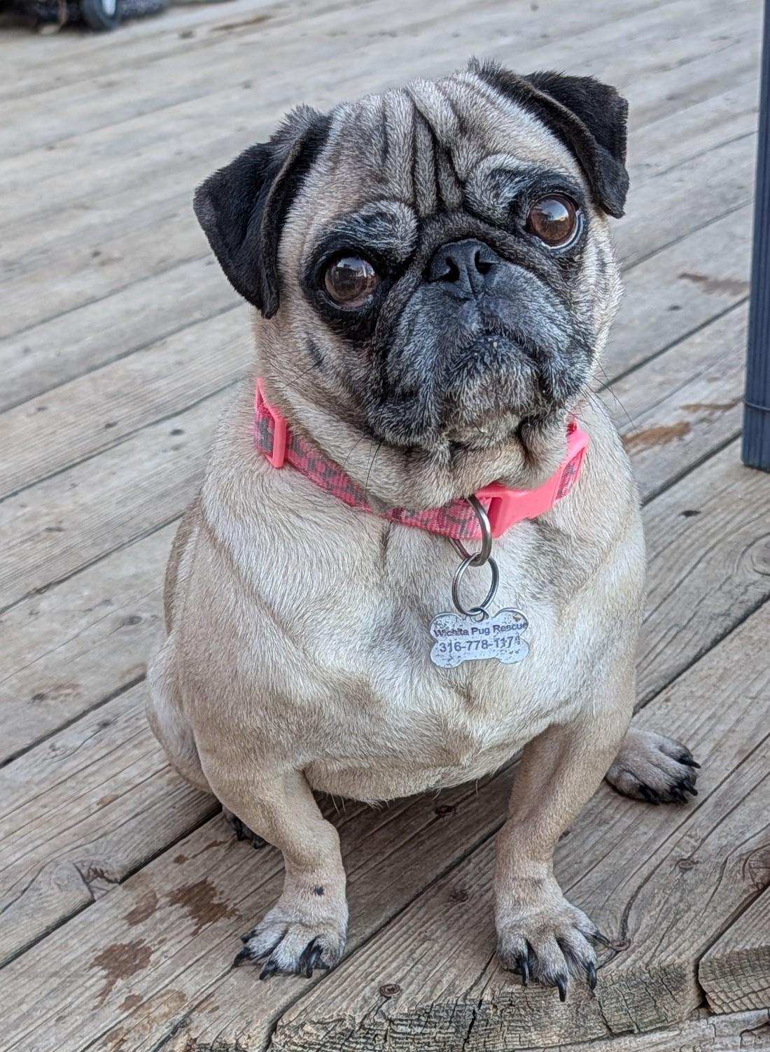 Poppy, ADOPTABLE, Adult Female Pug.