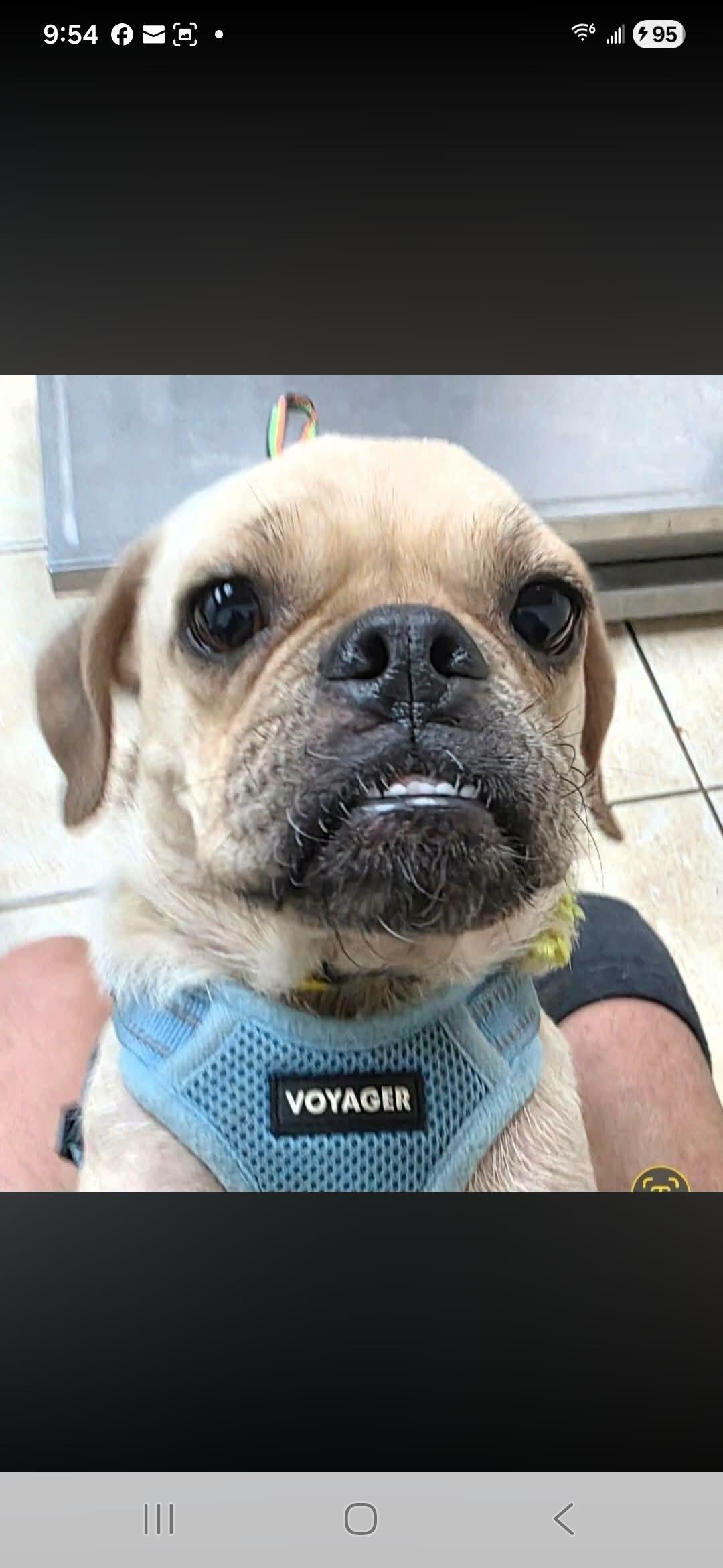 Petunia, ADOPTABLE, Adult Female Pug.