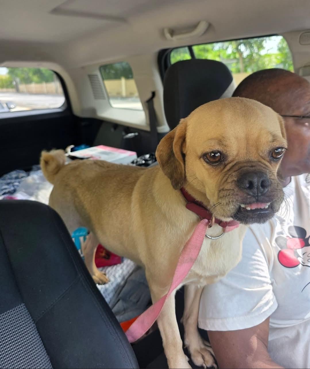 Petunia, a ADOPTABLE Pug in Miami, FL image 2/2