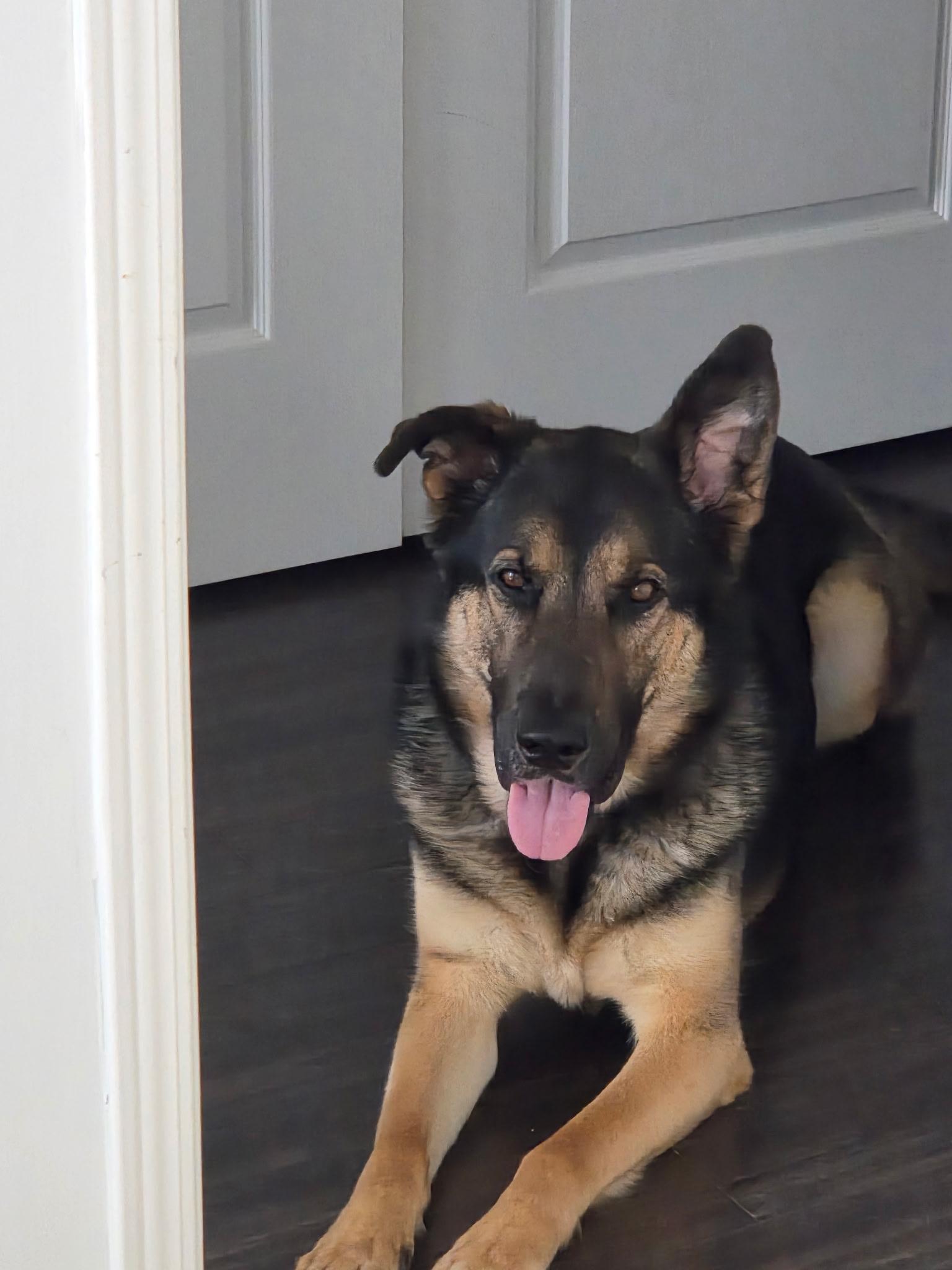 Charlie, a Adoptable mixed breed in Oakville, ON image 5/6
