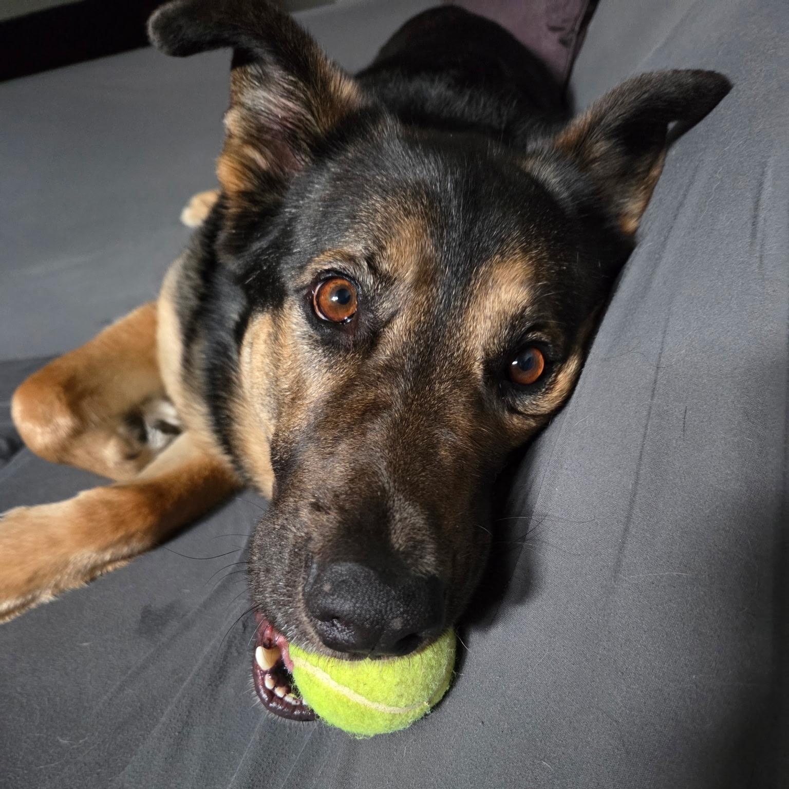 Charlie, a Adoptable mixed breed in Oakville, ON image 2/6